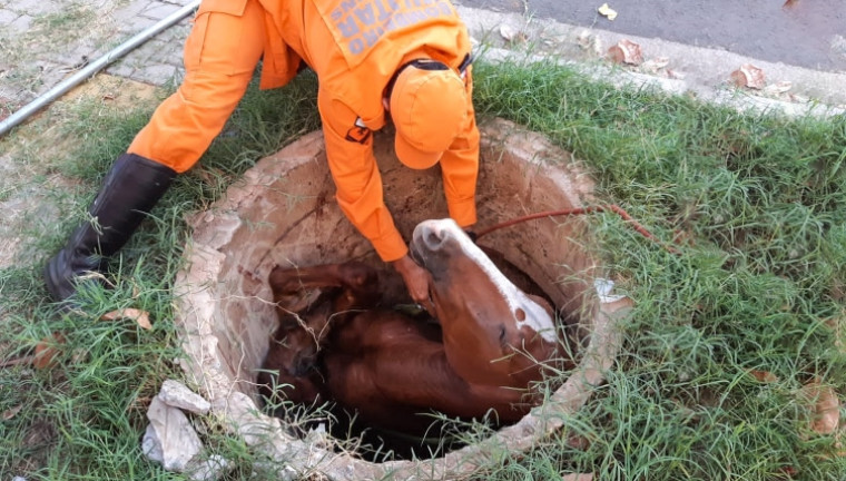 abelha#mata#cavalo#bombeiros