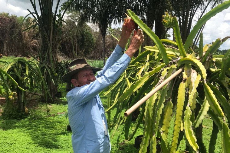 Produtor enxerga uma nova oportunidade de negócio com aproveitamento de pitaya na produção de sorvete