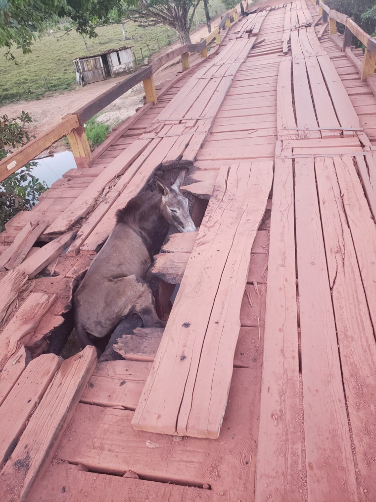 Cavalo ficou preso em uma ponte precária na rodovia BR-010