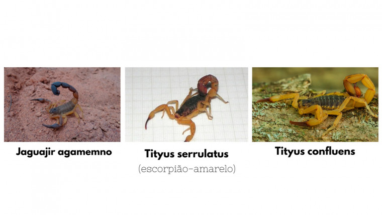 Tityus serrulatus (imagem do meio) é muito parecido com outra espécie de escorpião, o Tityus conflue