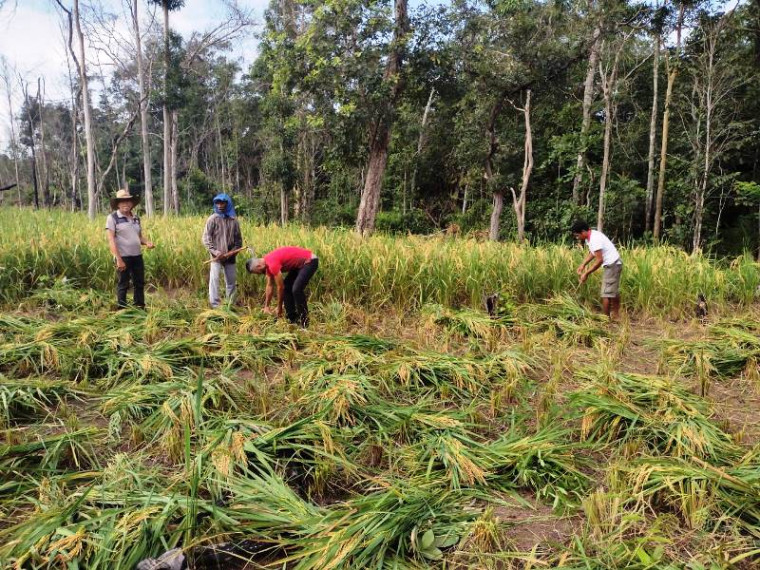 Posseiros colhendo a plantação de arroz