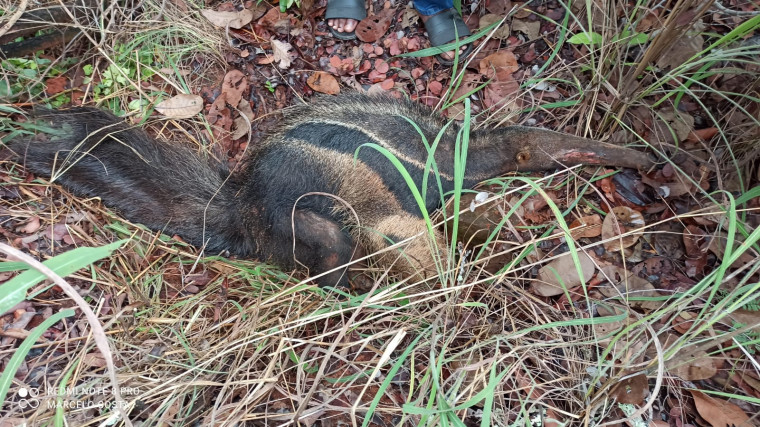 Animal está sofrendo á beira da rodovia aguardando ser socorrido por órgão ambiental