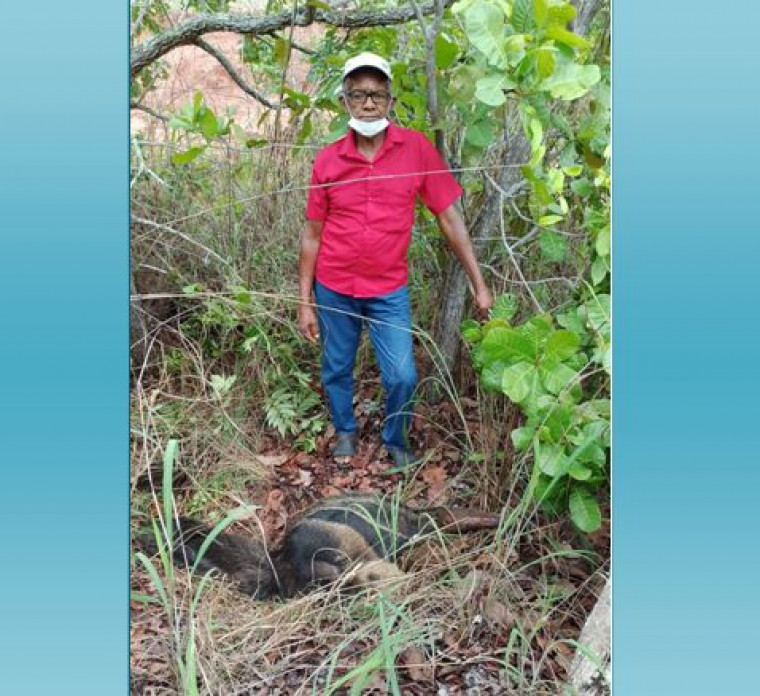 Lavrador Francisco Pereira tirou o animal do meio da pista