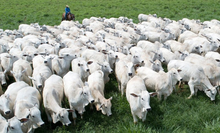 Declaração obrigatória de rebanho bovino para produtores rurais.