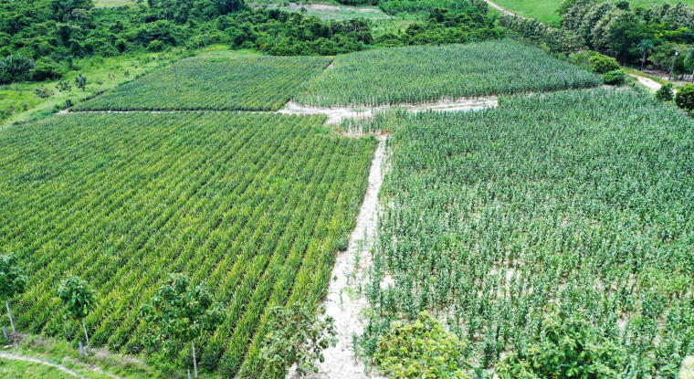 Área plantada na zona rural de Araguaína.