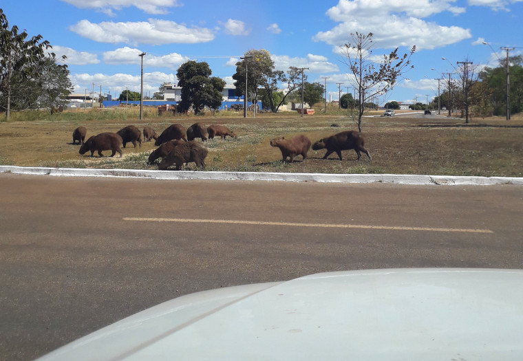 O bando de animais foi flagrado atravessando a AV. NS 10 nas fora das dependências do parque