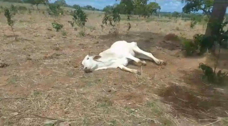 Defesa Civil registrou vídeos de animais morrendo de sede na região