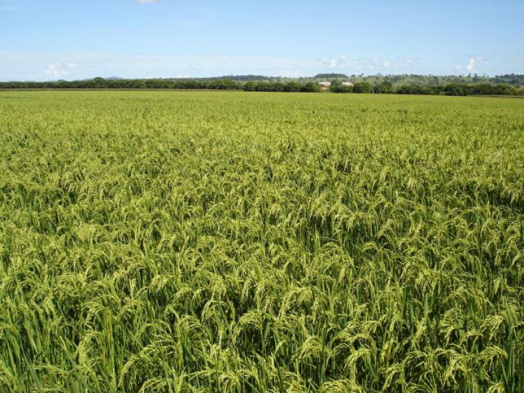 Empresa produz arroz, milho e soja em Lagoa da Confusão (TO)