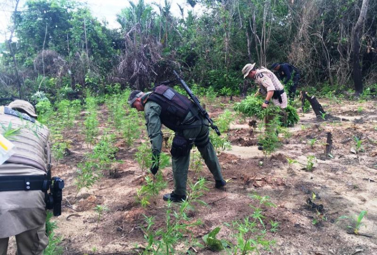 Policiais na plantação