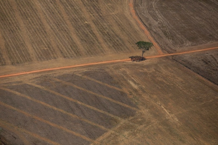 Desmatamento ilegal ocorreu em uma fazenda q