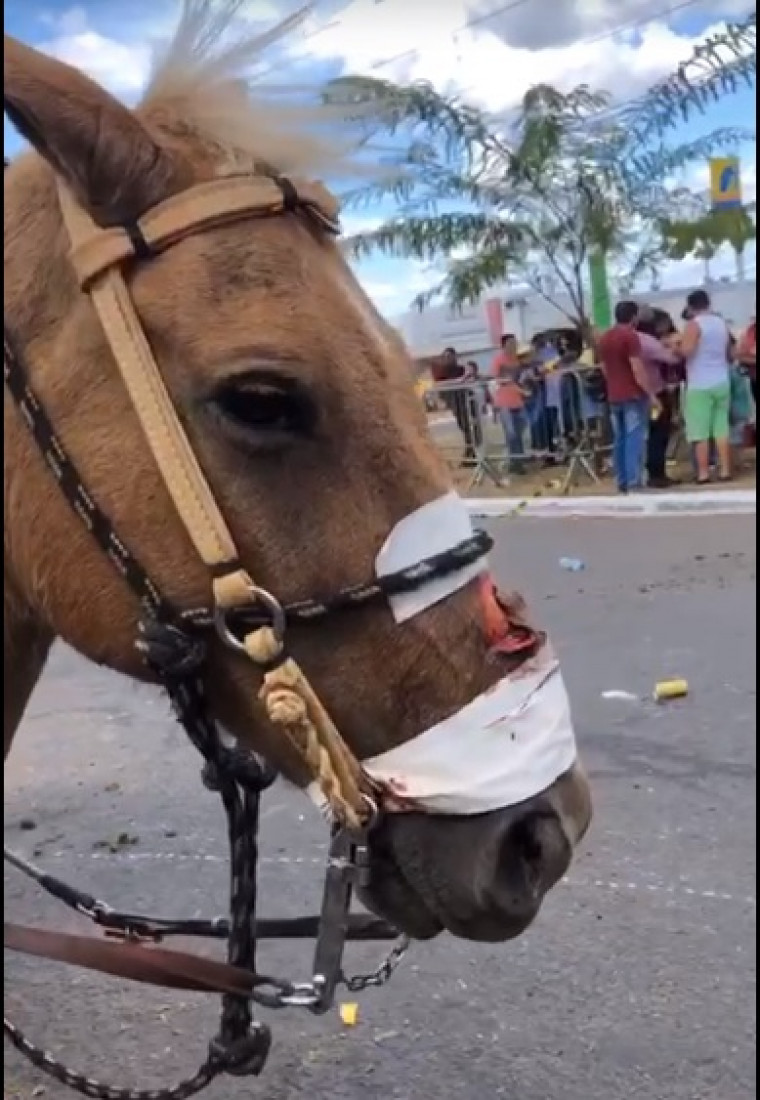 Cavalo machucado depois da cavalgada.