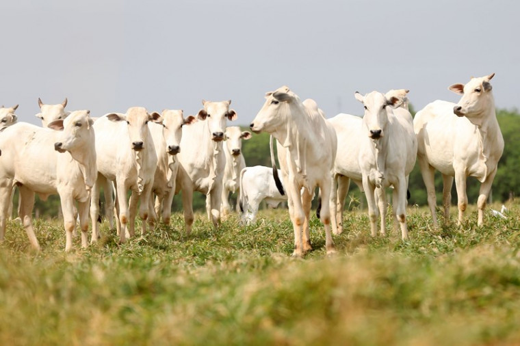 Caso seja confirmado a doença, as exportações de carne bovina para a China devem ser suspensas. 