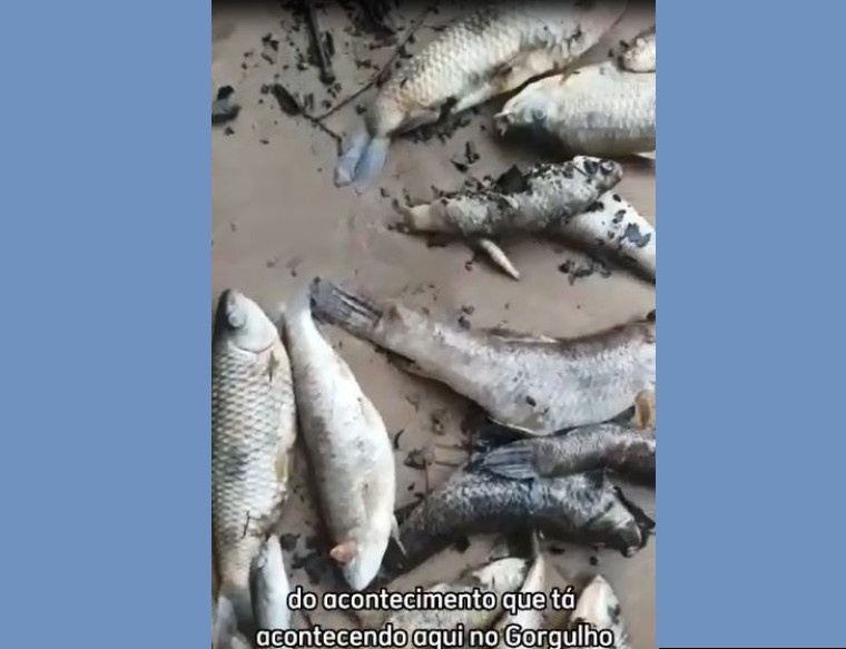 Peixes estão morrendo há três dias