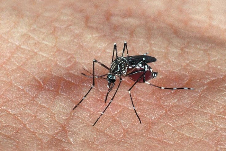 Grande vilão que transmite as duas doenças é o mosquito Aedes Aegypti