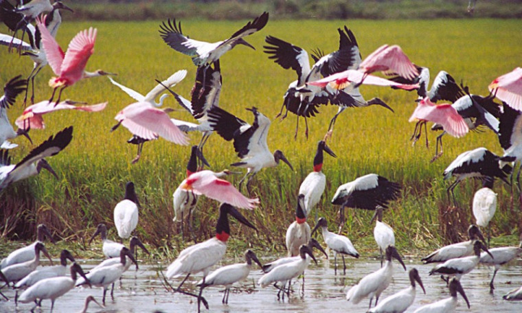 egião do Cantão possui cerca de 500 espécies de aves