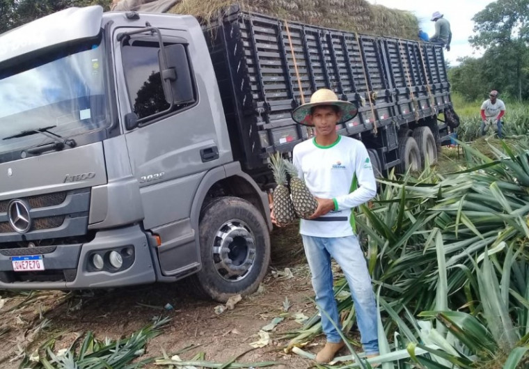 A produção de abacaxi já tem mercado certo