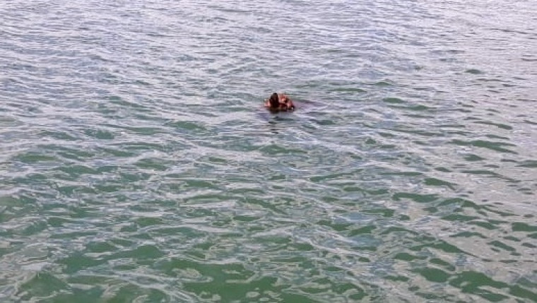 O animal estava ferido e foi filmado no meio do lago de Palmas