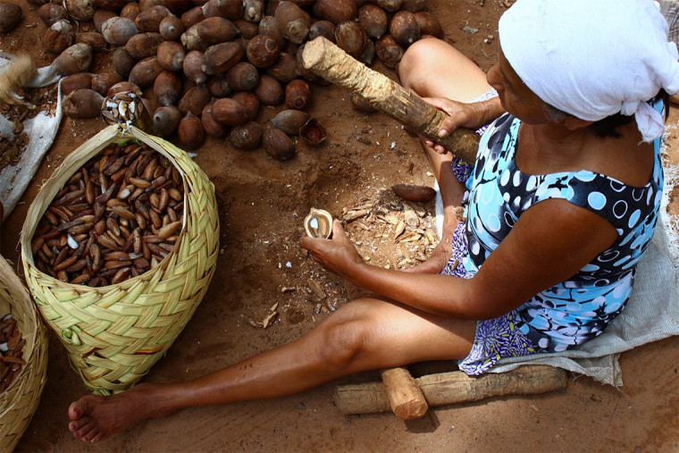 Coco babaçu garante o sustento de milhares de famílias na região do Bico do Papagaio