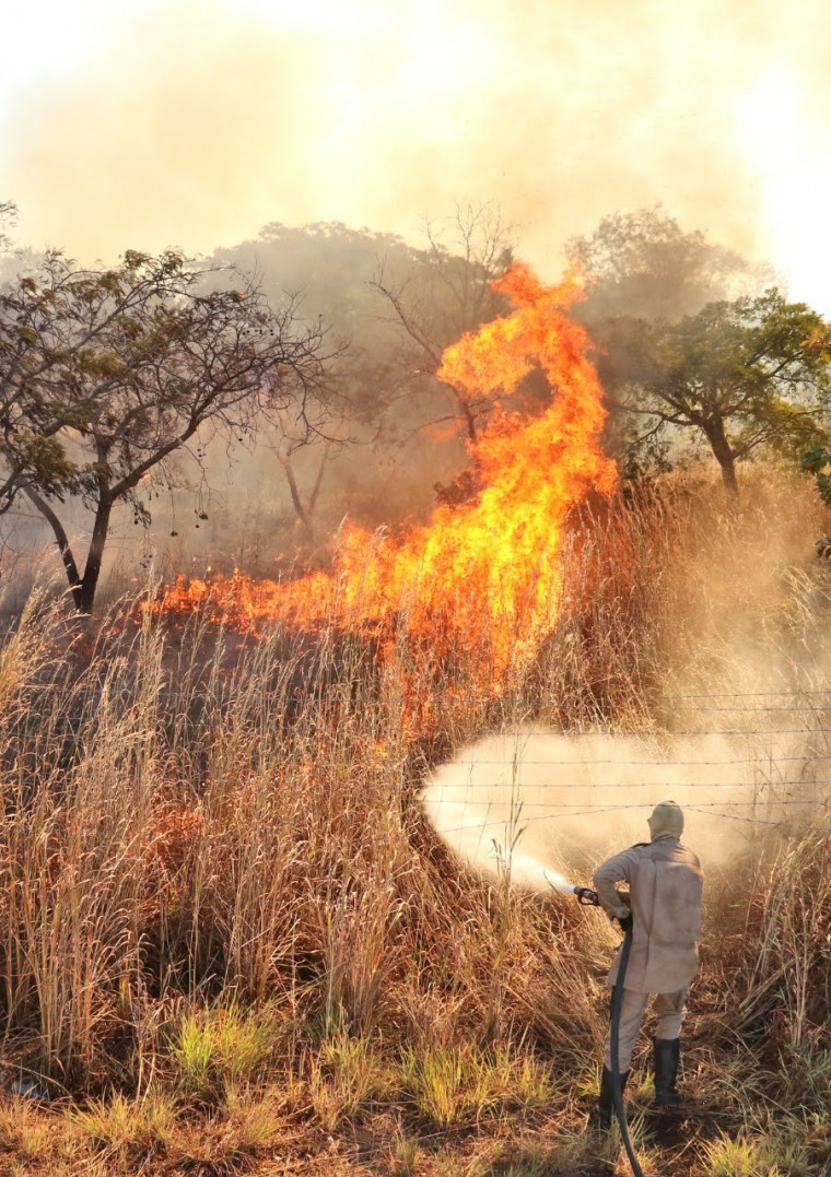 Atuação de bombeiros militares impede avanço de incêndio florestal