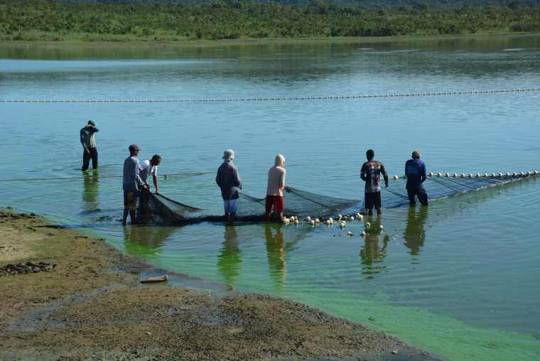 No Tocantins prevalece o cultivo de peixes nativos
