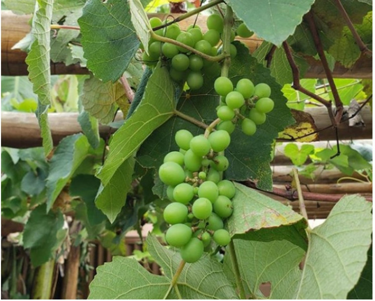 Morador Márcio Melo produz até uvas no próprio quintal