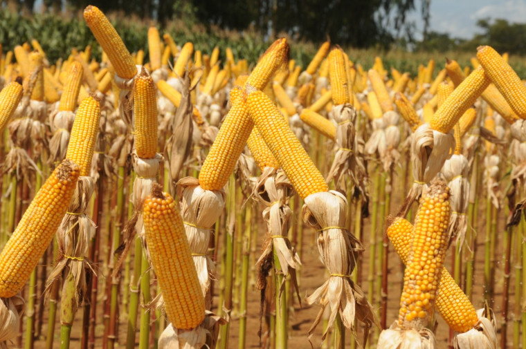 Produção de milho deve passar de 1,5 milhão de toneladas no Tocantins.