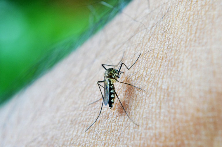 Aedes aegypti é o vetor transmissor da doença.