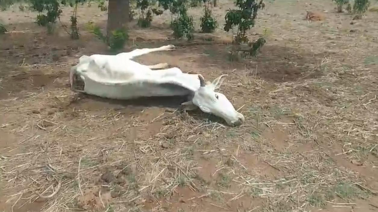 Vídeo mostra animais agonizando de fome e sede na região de Talismã
