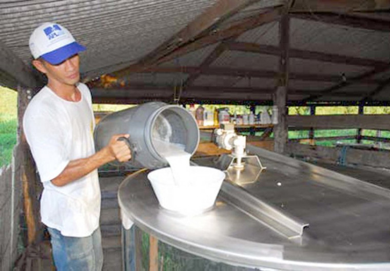 Pequenos produtores foram impactados pela importação de leite em pó