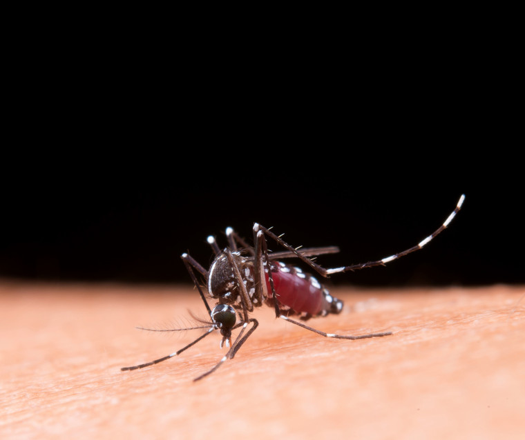 Além da dengue, o inseto também é responsável pela transmissão de zika e chikungunya.