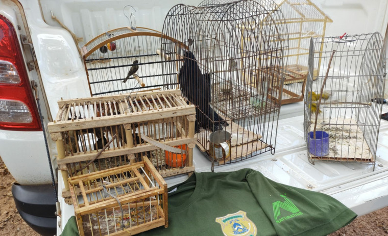 Fiscalização encontrou 15 aves nativas em condições precárias após denúncia