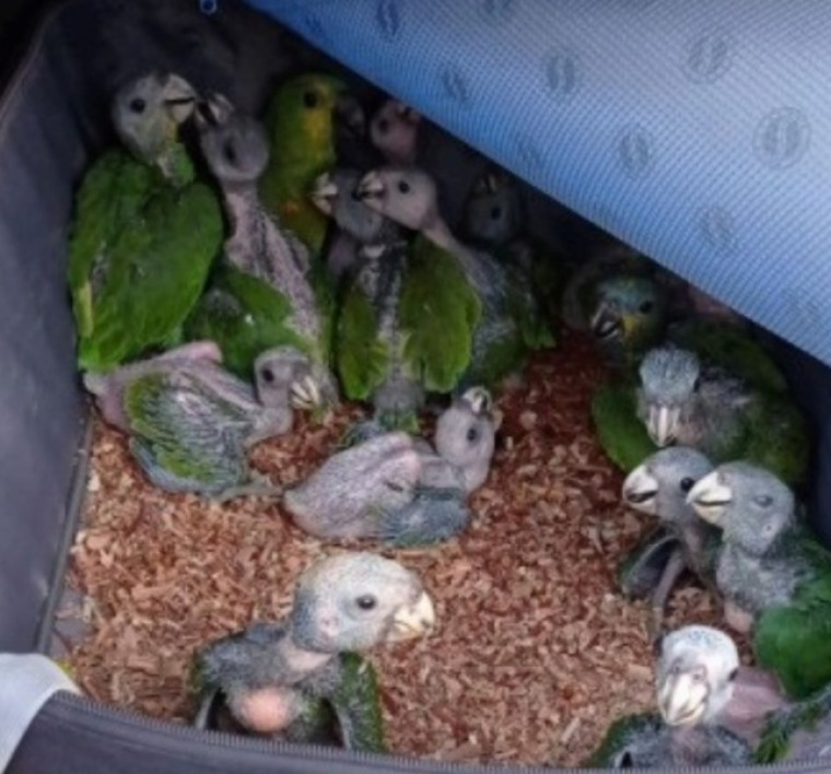Filhotes de papagaio resgatados