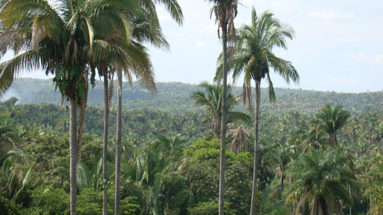 Babaçuais entre Tocantinópolis e Nazaré, na região do Bico do Papagaio
