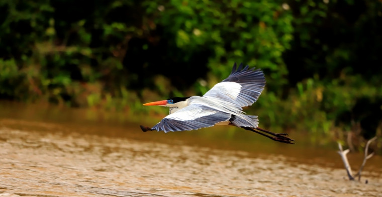 Tocantins é um dos locais preferidos para a prática de birdwatching