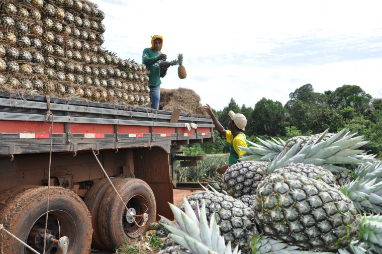 O abacaxi é exportado para outros estado e países