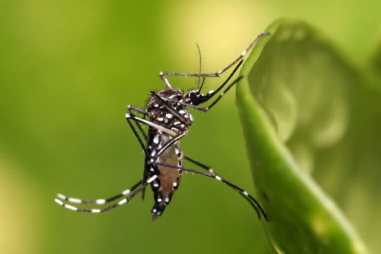 Palmas investiga mais de 20 mil casos de dengue.
