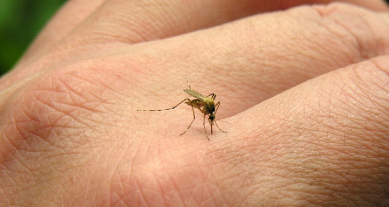 O Mosquito Palha é um dos principais vetores de transmissão da Leishmaniose