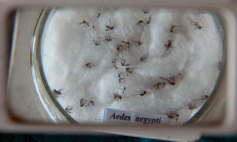 Aedes, mosquito transmissor da dengue.