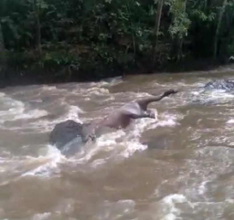 Animal foi encontrado morto dentro de rio que abastece Araguatins.