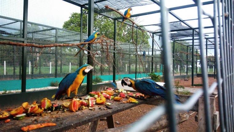 Araras estão entre os animais mais atendidos pelo Centro de Fauna do Tocantins