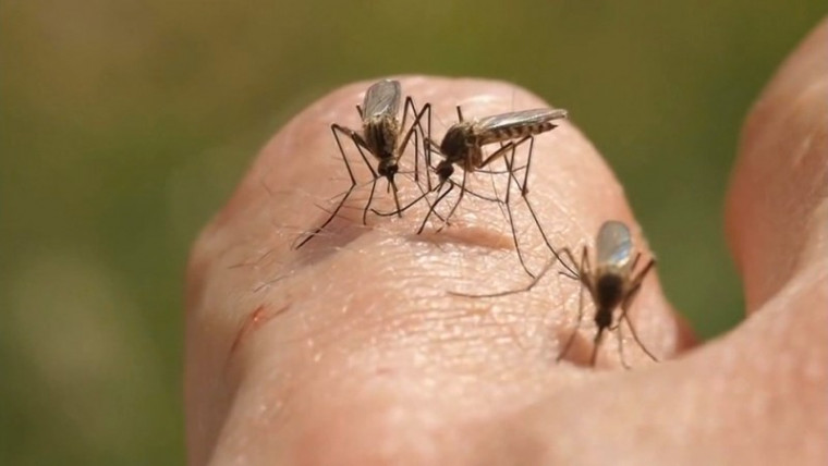 Malária é transmitida pela fêmea do mosquito Anopheles