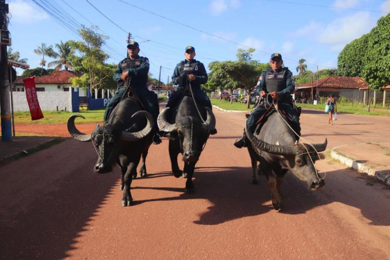 Policiais montados em búfalos