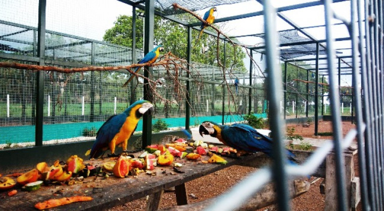 A alimentação adequada é necessária à recuperação nutricional das aves
