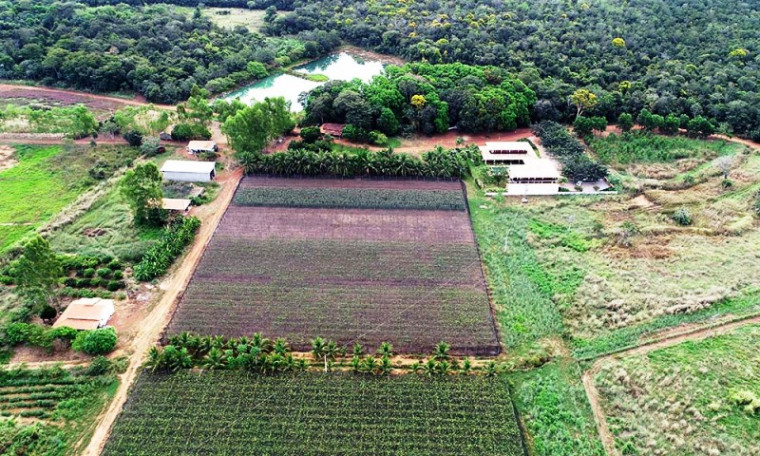 Produção de uva na Fazenda Slongo