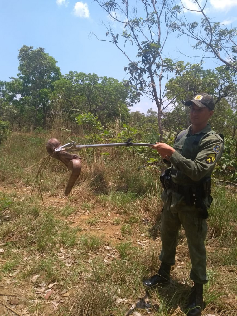 A cobra foi devolvida à natureza