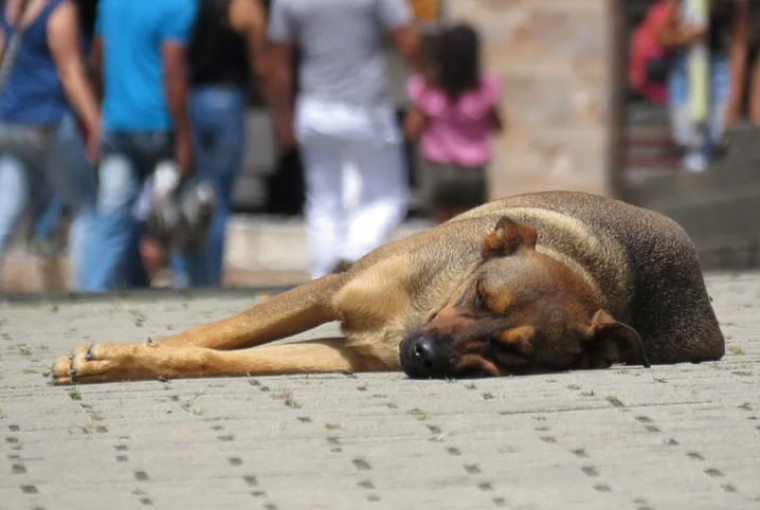 Mais de 12 mil animais estão cadastrados para castração em Palmas