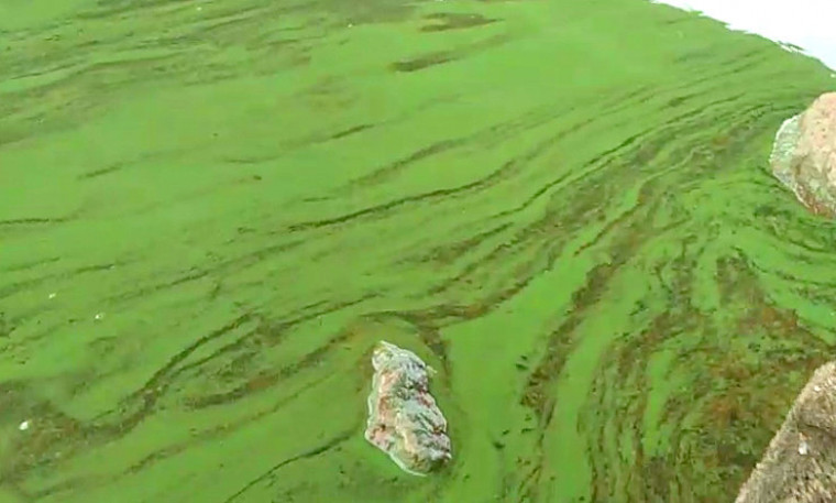 De acordo com o laudo do FMA a proliferação das algas pode ser resultado de uma soma de fatores