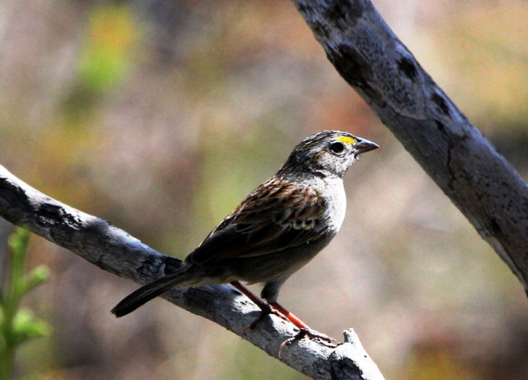 Existem 1.919 espécies diferentes da avifauna reconhecidas e catalogadas no Brasil