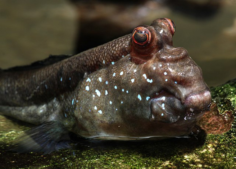 Peixe que anda e respira fora d'água: uma ameaça ou evolção da espécies?