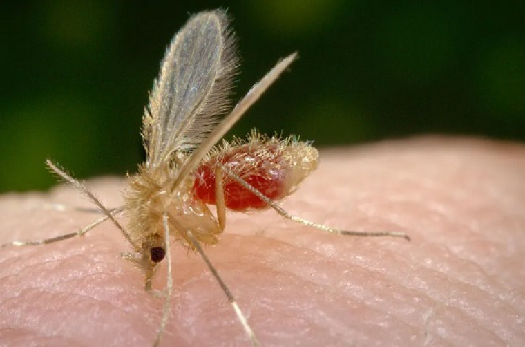 Mosquito Palha, o vetor da doença.